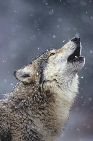 Still Howling Wolf — High Country News