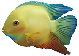 fish png - Google Search