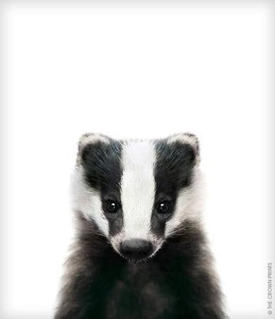 Baby Badger Printable Art (With images) | Baby badger, Cute baby animals, Baby animal prints