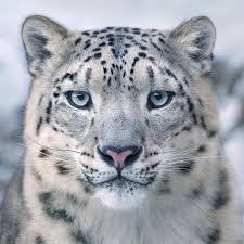 snow leopard - Google Search