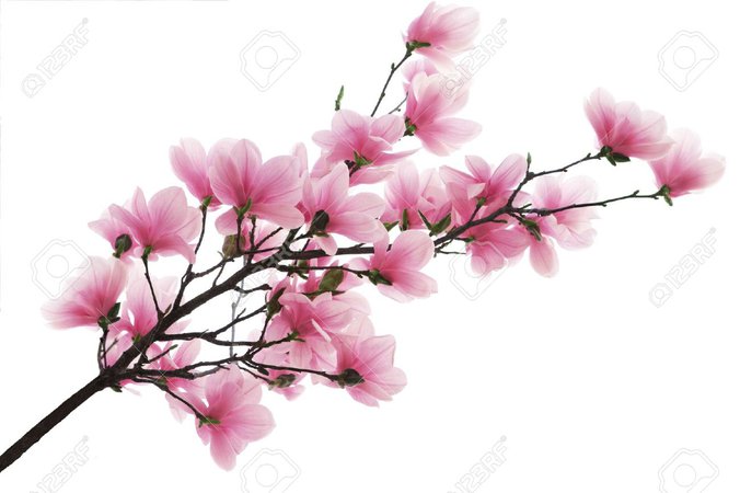 pink flower branch