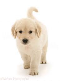 cute dog white background - Google Search
