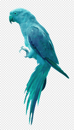 png-transparent-parrot-bird-blue-parrot-blue-animals-parakeet.png (920×1620)