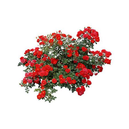 red flower png filler