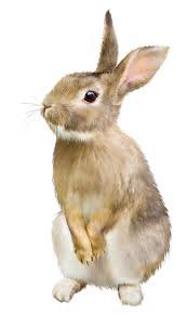bunny png - Google Search