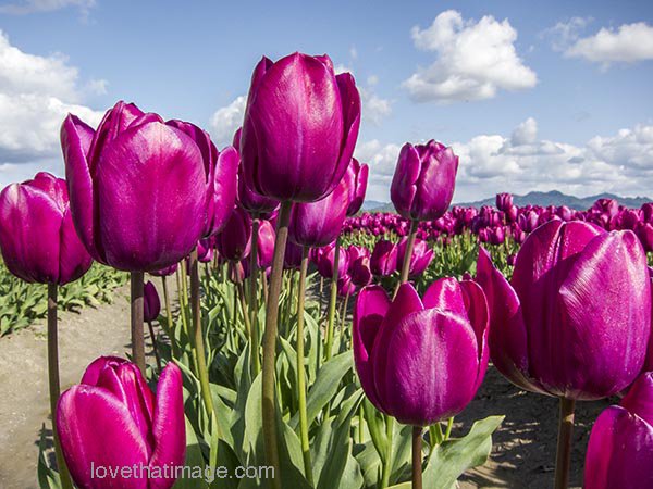 Magenta tulips | Sara's Fave Photo Blog