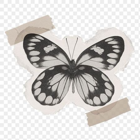 butterfly washi tape png filler