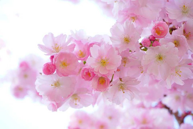 Cerezos Japoneses Flores Primavera · Foto gratis en Pixabay