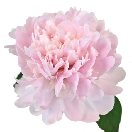 Pecher Peony for May Delivery | FiftyFlowers.com