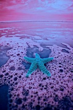 Turquoise Purple Beach Starfish