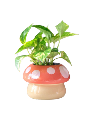 mushroom plant pot