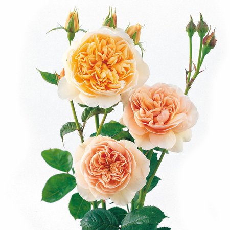 Sweet Juliet | English Shrub Rose | David Austin Roses