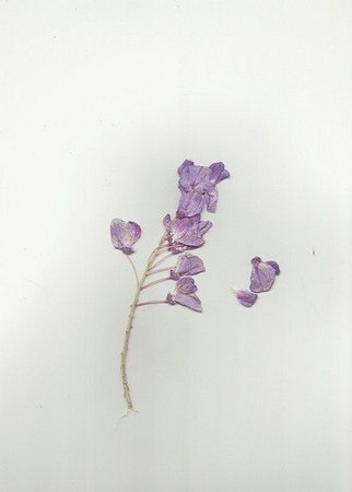 Lilac Flower Dried