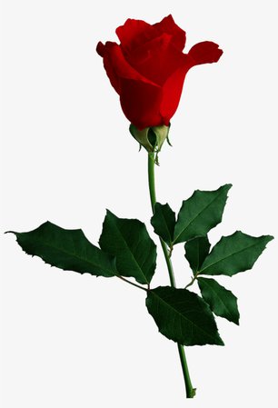red rose no background - Google Search