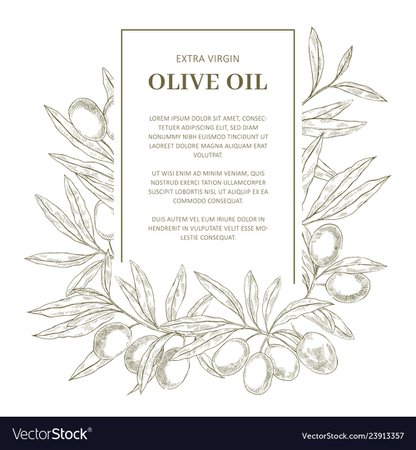 Olive oil label template Royalty Free Vector Image