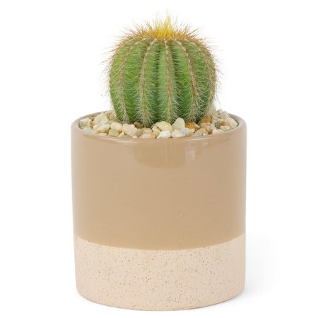 Pure Beauty Farms 4 in. Cactus in Ceramic (1-Plants)-DC4CACTUSCERAMIC1 - The Home Depot