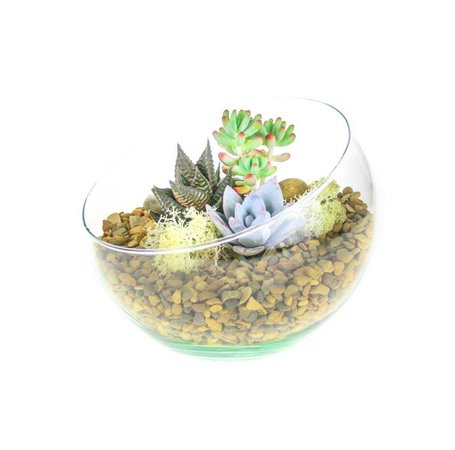Angled Glass Bowl Terrarium Kit with Miniature Succulent Plants | Gift – The Art of Succulents