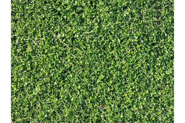 Microclover Seed: A Grass Lawn'S Best Friend | Nature's Seed