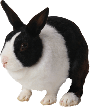 black and white rabbit - Google Search