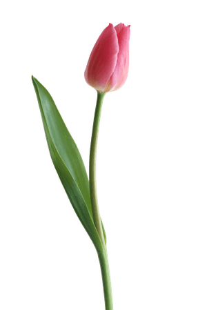 4-2-tulip-png-clipart.png (700×986)