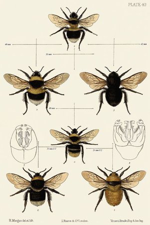 Bee chart | Bee illustration, Bee, Bee art