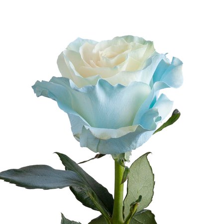 Light Blue Painted Roses – Bloomingmore