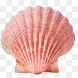 kisspng-seashell-conch-stock-photography-clip-art-5b38a98b123082.4164874315304400750745.jpg (260×260)