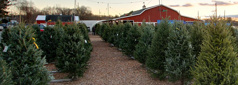 christmas tree shop - Google Search
