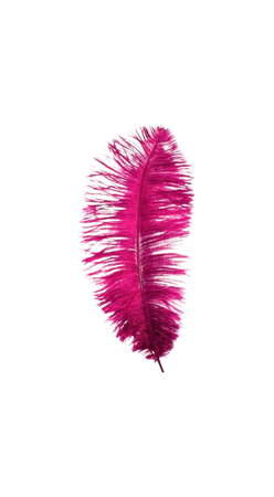 fuchsia feather
