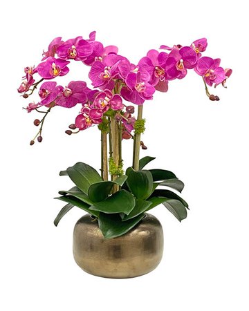 Winward Orchid in Artisanal Pot