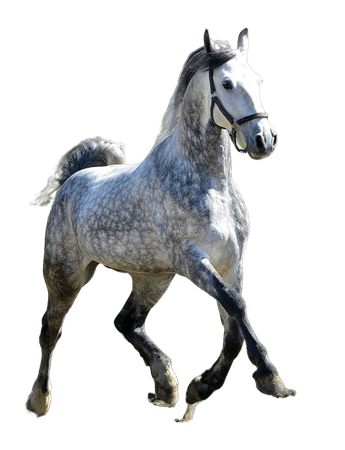 dapple grey horse