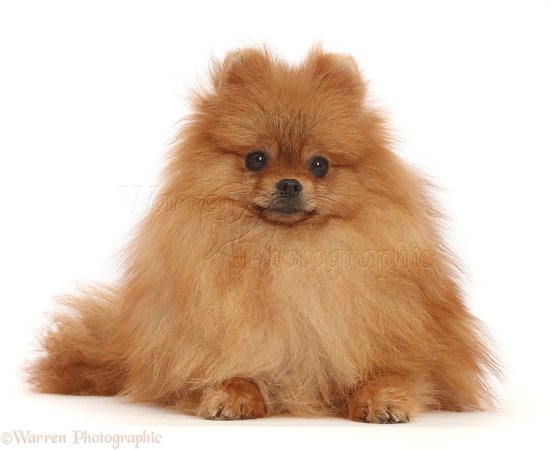 Dog: Orange Pomeranian photo WP45928