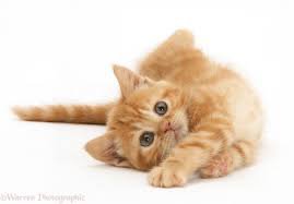 ginger kitten - Sök på Google