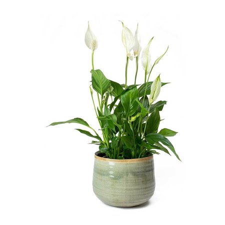 Spathiphyllum Bellini - Peace Lily - Houseplants - Hortology