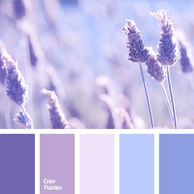 Lavender Aesthetic