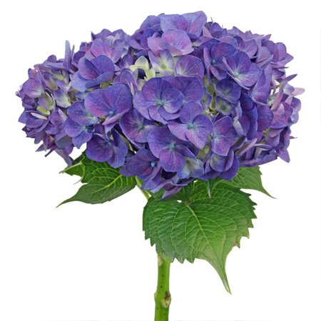 Purple Hydrangea | FiftyFlowers.com