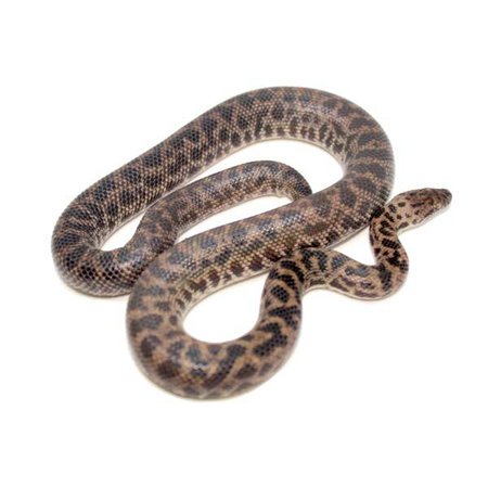 Spotted Python - Antaresia Maculosa