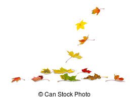 Autumn maple leaves falling - Maple autumn leaves falling to... | Fashmates.com