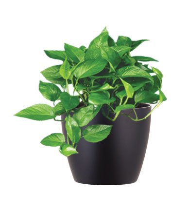 D16 - Epipremnum Aureum Pothos Ivy - Natura | Enhancing the Built Environment - Indoor Office Plants, Outdoor Landscapes, Green Wall Systems & Holiday Decor