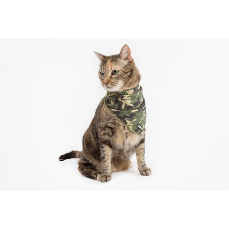 army cat