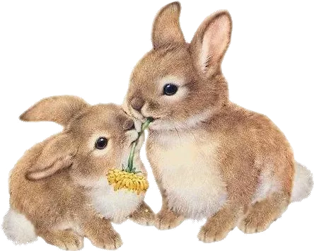 bun - Sticker by Bunny