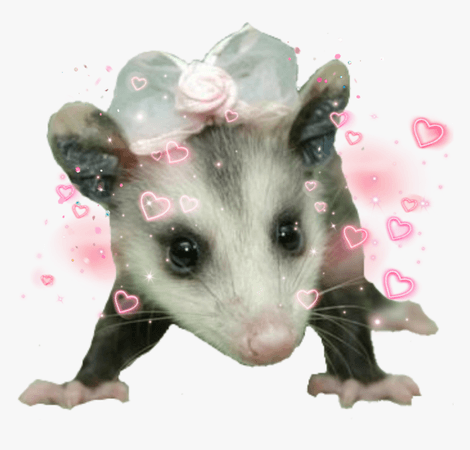 opossum png - Google Search