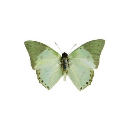 Pastel Green butterfly
