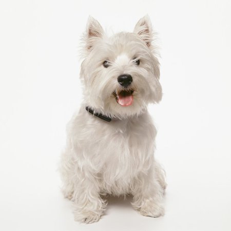 west-highland-white-terrier-dogs-puppies-1.jpg (680×680)