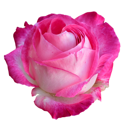 Rose Bright Png On - Free photo on Pixabay