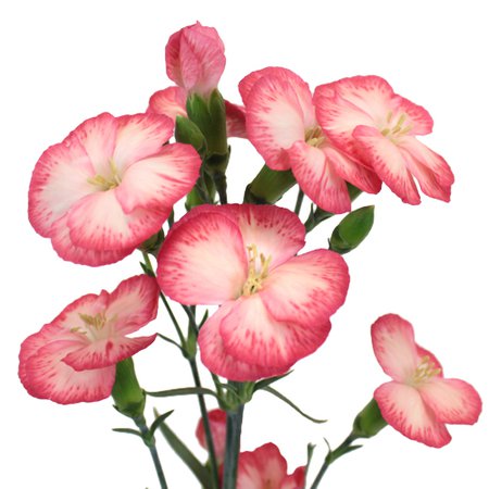 Pink Nectar Solomio Flowers | FiftyFlowers.com