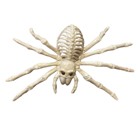 skeleton spider