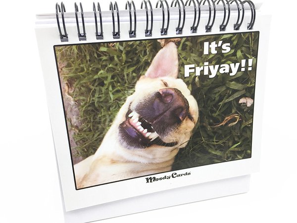Funny Office Gifts - Doggy Moodycards! Great Cubicle Accessories - Make Everyone Laugh with These Lovable Pets -Hilarious Dog Pictures Tells Everyone How You Feel - Fun, Hilarious, Useful & Adorable