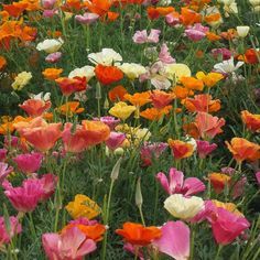 190 WILDFLOWER FIELDS ideas | wild flowers, beautiful flowers, beautiful nature