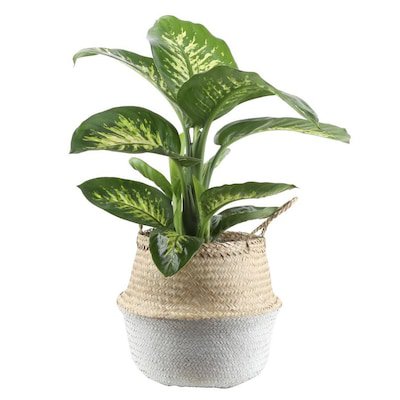 Costa Farms 10-in Dumb Cane in Seagrass Planter (Dt11) at Lowes.com